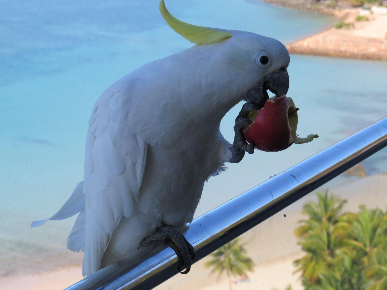Cockatoo Eating Apple - Sulphur-Crested - Reef View Hotel - Hamilton Island, AUS