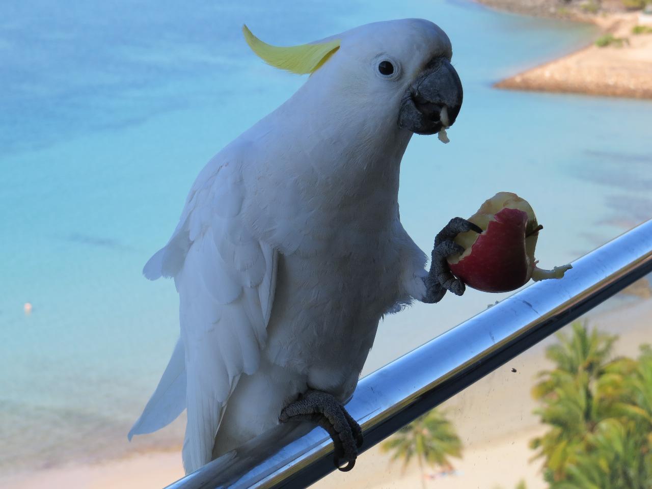 Cockatoo Holding Apple - Sulphur-Crested - Reef View Hotel - Hamilton Island, AUS