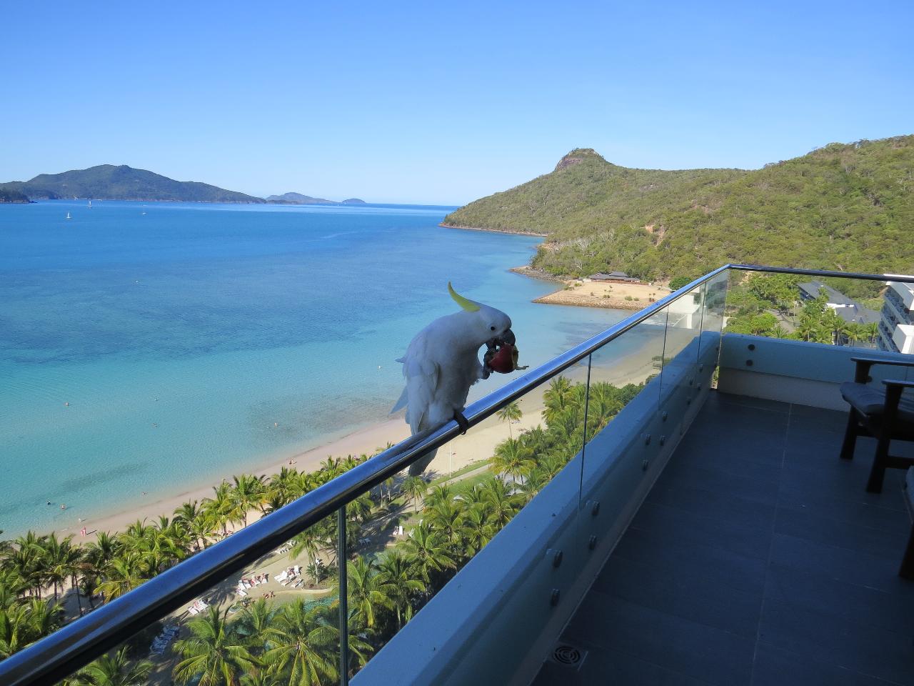Cockatoo Living Its Best Life - Sulphur-Crested - Reef View Hotel - Hamilton Island, AUS