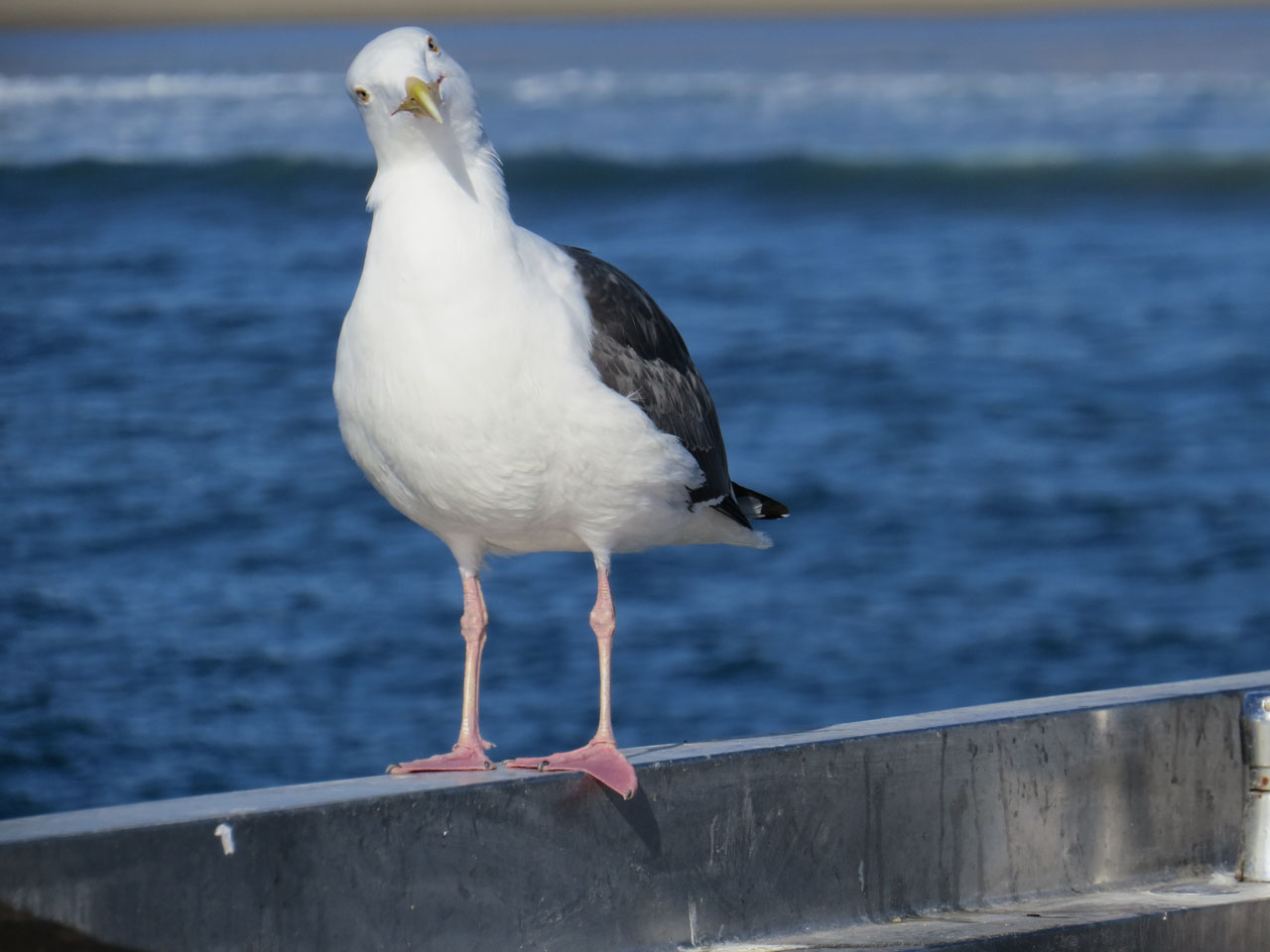 Curious Seagull - Venice Beach Pier - Venice Beach, CA