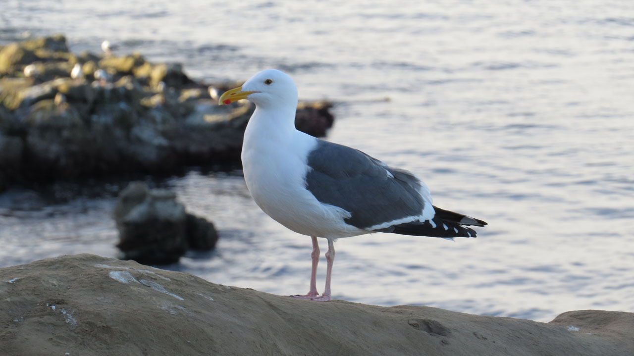 Seagull On Rock - La Jolla Cove - La Jolla, CA