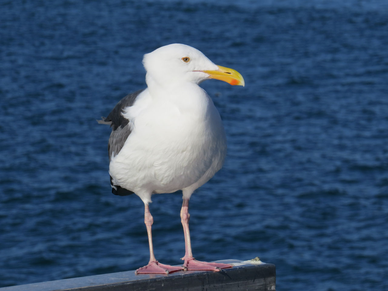 Seagull Standing - Venice Beach Pier - Venice Beach, CA
