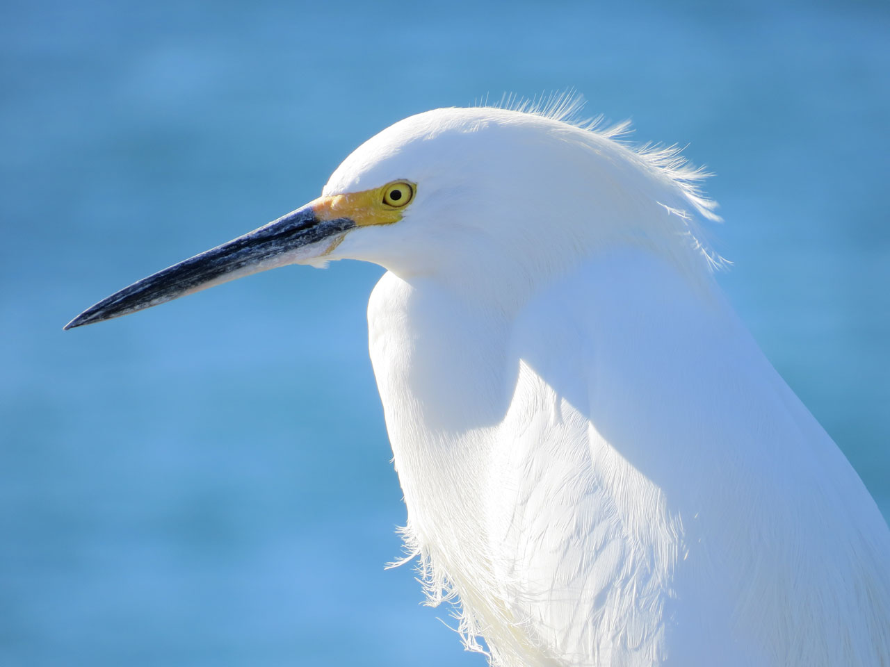Snowy Egret Portrait - Venice Beach Pier - Venice Beach, CA